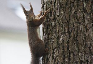 squirrel-2877609_640